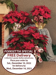 Free Delivery Poinsettia Special from Mischler's Florist and Greenhouses in Williamsville, NY