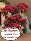 Free Delivery Poinsettia Special from Mischler's Florist and Greenhouses in Williamsville, NY