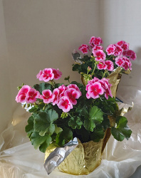 Geranium Pair from Mischler's Florist and Greenhouses in Williamsville, NY