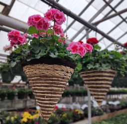Geranium Hanging Cone from Mischler's Florist and Greenhouses in Williamsville, NY