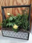 Herb Box  from Mischler's Florist and Greenhouses in Williamsville, NY