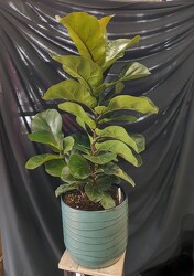 Fiddle Leaf Fig from Mischler's Florist and Greenhouses in Williamsville, NY