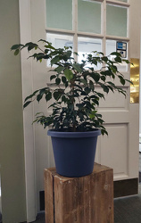 Ficus Benjamina from Mischler's Florist and Greenhouses in Williamsville, NY