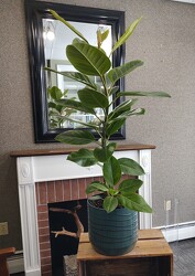 Ficus Yellow Altissima from Mischler's Florist and Greenhouses in Williamsville, NY