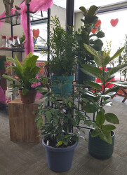 Mischler's Houseplants