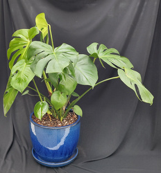 Monstera Ceramic Pot from Mischler's Florist and Greenhouses in Williamsville, NY