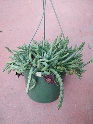 orbea variegata hanging basket from Mischler's Florist and Greenhouses in Williamsville, NY