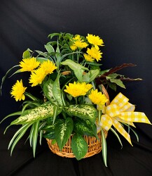 Basket Planter from Mischler's Florist and Greenhouses in Williamsville, NY