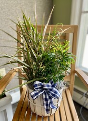 House Plant Trio  from Mischler's Florist and Greenhouses in Williamsville, NY