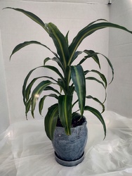The Corn Plant in Ceramic from Mischler's Florist and Greenhouses in Williamsville, NY
