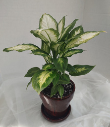 Dieffenbachia Ceramic Pot from Mischler's Florist and Greenhouses in Williamsville, NY