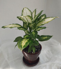 Dieffenbachia in Ceramic from Mischler's Florist and Greenhouses in Williamsville, NY