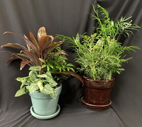 House Plant Trio  from Mischler's Florist and Greenhouses in Williamsville, NY