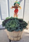 Fall Kale Bushel from Mischler's Florist and Greenhouses in Williamsville, NY