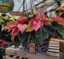 Merry Poinsettia Container from Mischler's Florist and Greenhouses in Williamsville, NY