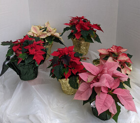 Party Favor Mini Poinsettias from Mischler's Florist and Greenhouses in Williamsville, NY