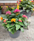 Mixed Patio Pot 10 inch from Mischler's Florist and Greenhouses in Williamsville, NY