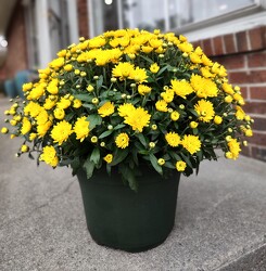 Mum Patio Pot from Mischler's Florist and Greenhouses in Williamsville, NY