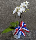 Summer Phalaenopsis Orchid from Mischler's Florist and Greenhouses in Williamsville, NY
