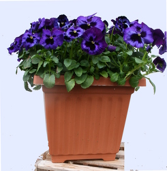 Pansy Square Pot from Mischler's Florist and Greenhouses in Williamsville, NY