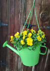 Watering Can from Mischler's Florist and Greenhouses in Williamsville, NY
