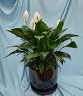 Peace Lily Ceramic from Mischler's Florist and Greenhouses in Williamsville, NY