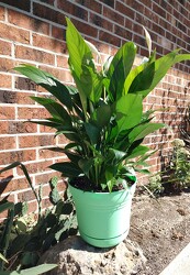 Peace Lily from Mischler's Florist and Greenhouses in Williamsville, NY