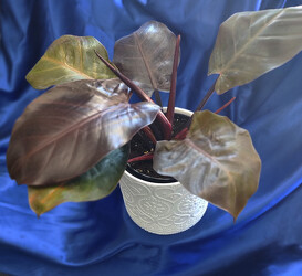 Decorative Mounding Philodendron  from Mischler's Florist and Greenhouses in Williamsville, NY