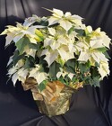 Poinsettia Alaska from Mischler's Florist and Greenhouses in Williamsville, NY