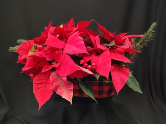  Buffalo  Poinsettia Double  Tin from Mischler's Florist and Greenhouses in Williamsville, NY