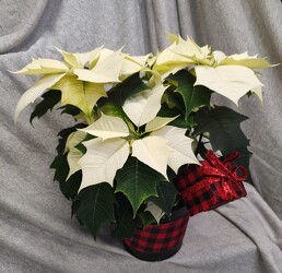 Buffalo Love Poinsettia Tin from Mischler's Florist and Greenhouses in Williamsville, NY