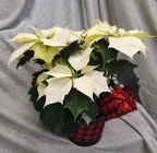 Buffalo Love Poinsettia Tin from Mischler's Florist and Greenhouses in Williamsville, NY