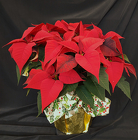 Christmas Spirit from Mischler's Florist and Greenhouses in Williamsville, NY