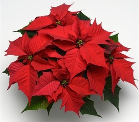 Holly Berry from Mischler's Florist and Greenhouses in Williamsville, NY
