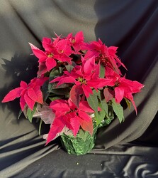 Princettia Hot Pink from Mischler's Florist and Greenhouses in Williamsville, NY