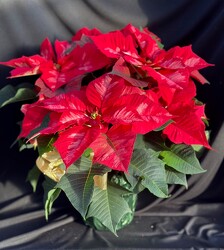 Ice Punch from Mischler's Florist and Greenhouses in Williamsville, NY