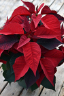 Merlot Poinsettia from Mischler's Florist and Greenhouses in Williamsville, NY