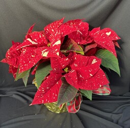 Supurba Glitter from Mischler's Florist and Greenhouses in Williamsville, NY