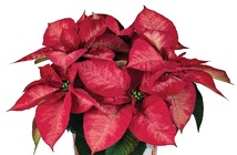 Tidings Dark Pink - NEW! from Mischler's Florist and Greenhouses in Williamsville, NY