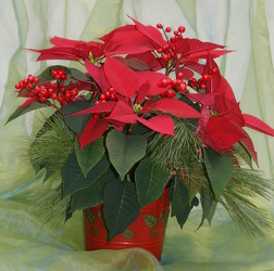 Winter Greetings Poinsettia from Mischler's Florist and Greenhouses in Williamsville, NY