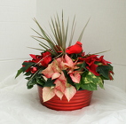 Poinsettia Large Tub Mixed Combo from Mischler's Florist and Greenhouses in Williamsville, NY