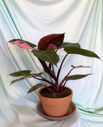 Pink Princess Philodendron from Mischler's Florist and Greenhouses in Williamsville, NY