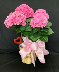 Pretty Pink Hydrangea from Mischler's Florist and Greenhouses in Williamsville, NY