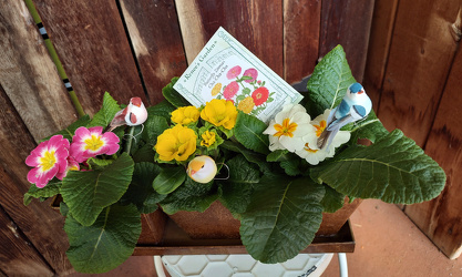 Primrose Trio from Mischler's Florist and Greenhouses in Williamsville, NY