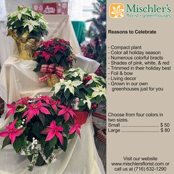 Princettia Series from Mischler's Florist and Greenhouses in Williamsville, NY
