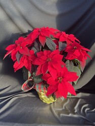 Princettia Red from Mischler's Florist and Greenhouses in Williamsville, NY