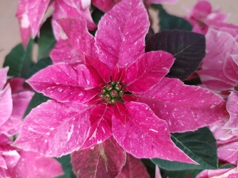 Sparkling Rose from Mischler's Florist and Greenhouses in Williamsville, NY