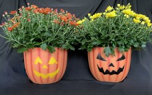 Mischlers Pumpkin Jack  from Mischler's Florist and Greenhouses in Williamsville, NY