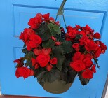 Reiger Begonia Hanging Basket from Mischler's Florist and Greenhouses in Williamsville, NY