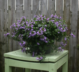 10 inch Scaevola Hanging Basket from Mischler's Florist and Greenhouses in Williamsville, NY